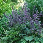 Salvia 'Purple Rain' Perennial 100mm Pot Plants Pack x3 SPECIAL