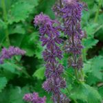 Salvia 'Purple Rain' Perennial 100mm Pot Plants Pack x3 SPECIAL