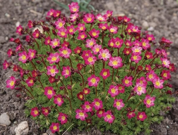 Saxifraga Arendsii 'Purple' Alpine Rockery Perennial Plug Plants Pack x6