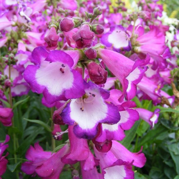 Penstemon Hartwegii Polaris™ Purple Plug Plants Pack x 6