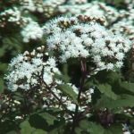 Eupatorium Rugosum 'Chocolate' Perennial 100mm Pot Plant x1