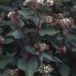 Eupatorium Rugosum 'Chocolate' Perennial 100mm Pot Plant x1