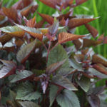 Eupatorium Rugosum 'Chocolate' Perennial 100mm Pot Plant x1