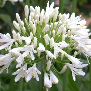 Agapanthus White 'Albus' Perennial 9cm Pot Plants Pack x 3 SPECIAL