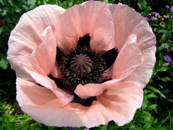 Poppy / Papaver Oriental Victoria Louise Perennial XXL Supersize Plug Plants Pack x3