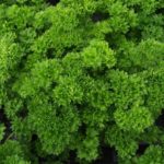 Parsley 'Grandeur Curled' Garden Herb XXL Supersize Plug Plants Pack x 3