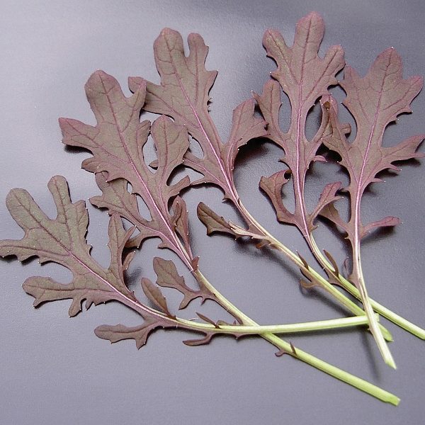 Mustard Red Frills Quality Kings Seeds