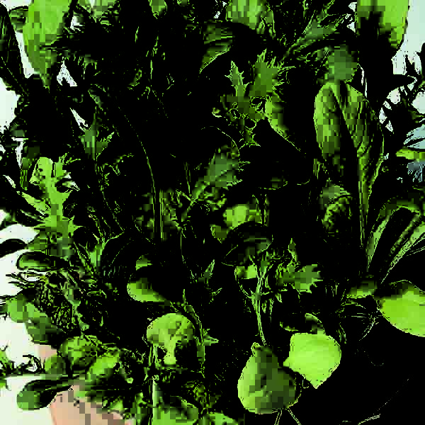 Mixed Oriental Leaves Salad Quality Kings Seeds Vegetable Pack