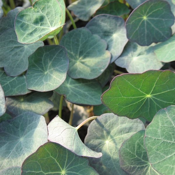 Nasturtium Blue Pepe Quality Kings Seeds Vegetable Salad