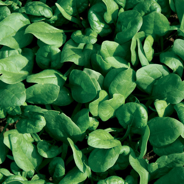 Spinach Amazon F1 Quality Kings Seeds Vegetable Packs
