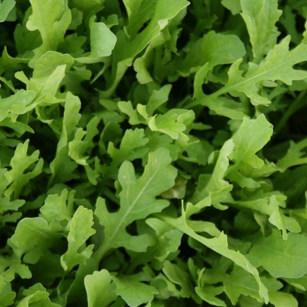 Rocket Astra Quality Kings Seeds Vegetable Packs