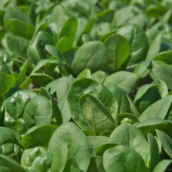 Spinach Trombone F1 Quality Kings Seeds Vegetable Pack
