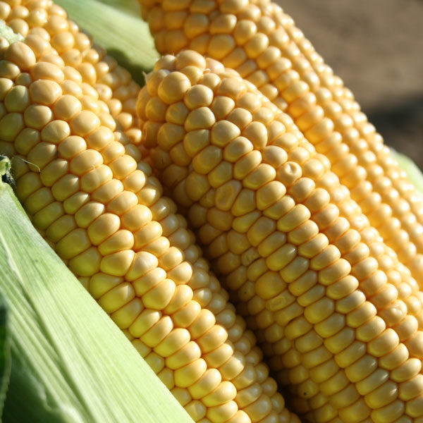 Sweet Corn Earlibird F1 Quality Kings Seeds Vegetable Pack