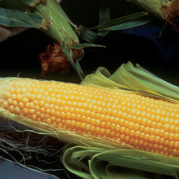 Sweet Corn Incredible F1 Quality Kings Seeds Vegetable Pack