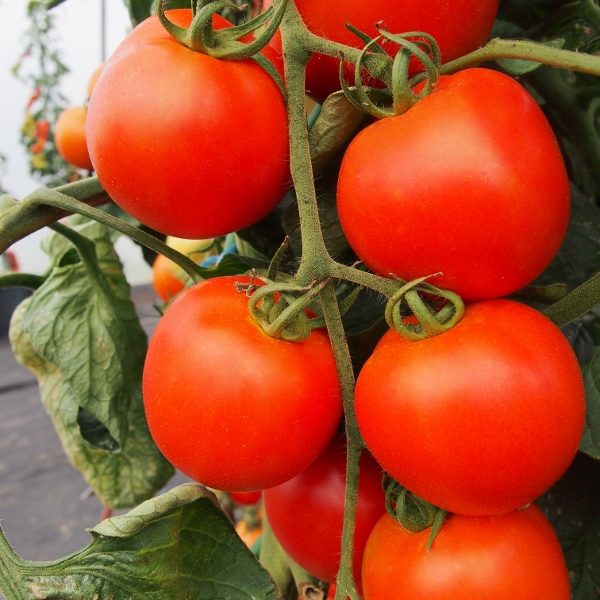 Tomato Akron F1 Quality Kings Seeds Vegetable Pack