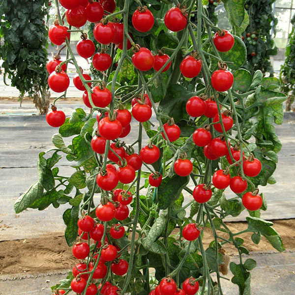 Tomato Bite Size New Quality Kings Seeds Vegetable Pack