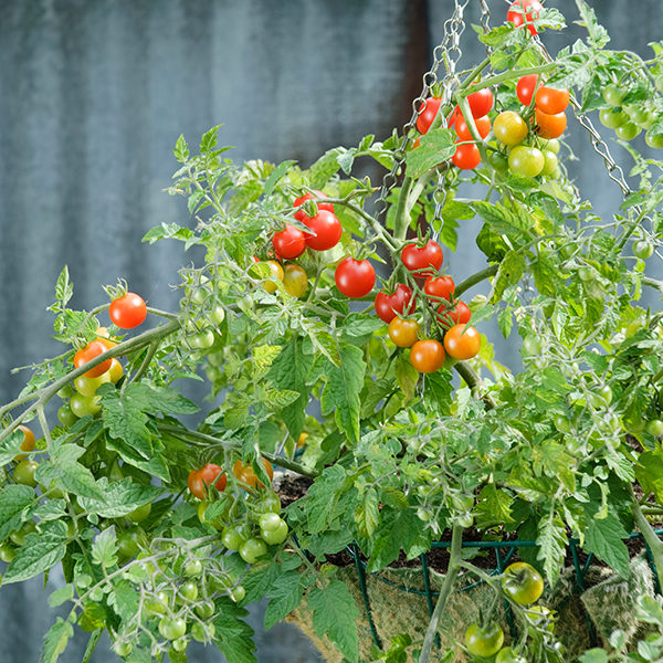 Tomato Lizzano F1 Quality Kings Seeds Vegetable Pack