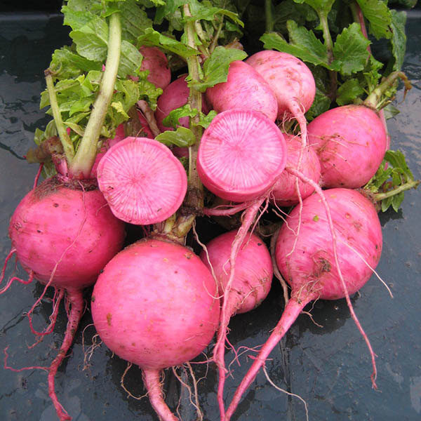 Radish Redmoon F1 Quality Kings Seeds Vegetable Pack