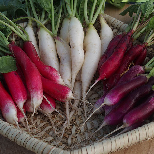 Radish Multicoloured Breakfast Mixed Quality Kings Seeds Vegetable Pack