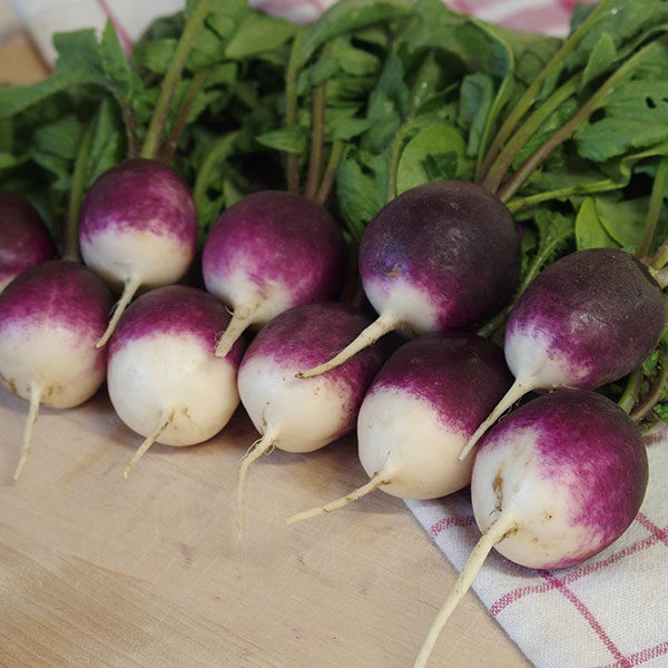 Radish Diana Quality Kings Seeds Vegetable Pack