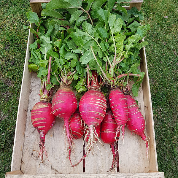 Radish China Rose Quality Kings Seeds Vegetable Pack