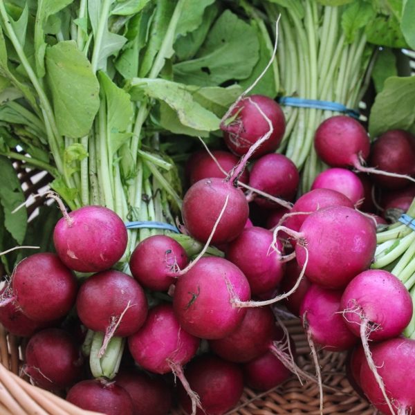 Radish Bacchus F1 Quality Kings Seeds Vegetable Pack