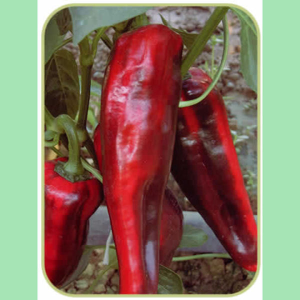 Pepper (Sweet) Thor F1 (RHS Award of Garden Merit) Quality Seeds Vegetable Pack