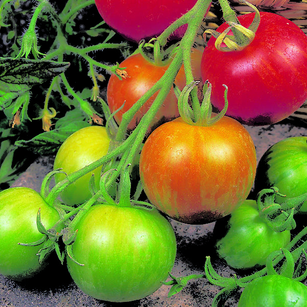 Tomato Tigerella Quality Kings Seeds Vegetable Pack