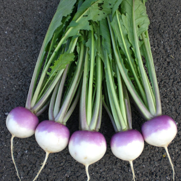 Turnip Sweetbell F1 Quality Kings Seeds Vegetable Pack