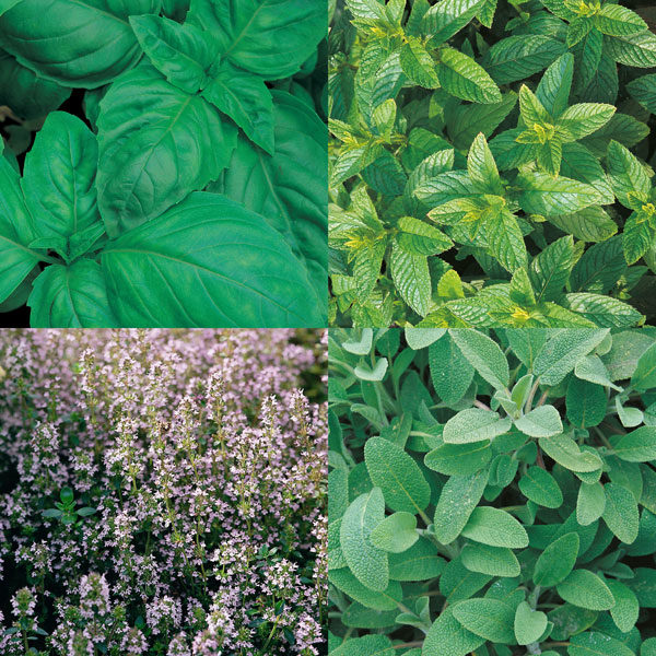 Culinary Favourites Collection Pack Suffolk Seeds Herbs