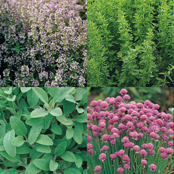 Herb Garden Collection Pack Suffolk Seeds Herbs