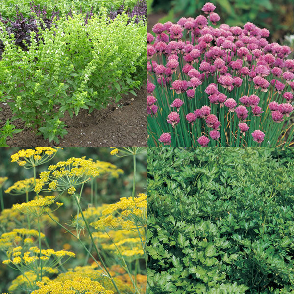 Windowsill Herb Collection Suffolk Seeds Herbs