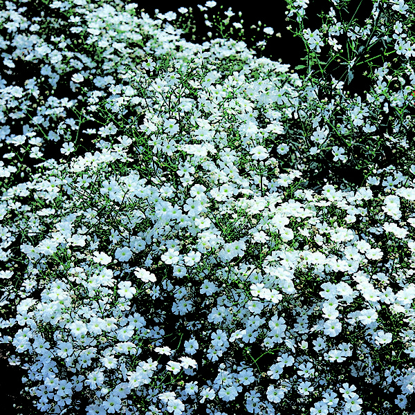 Gypsophila Covent Garden Quality Kings Seeds Flower