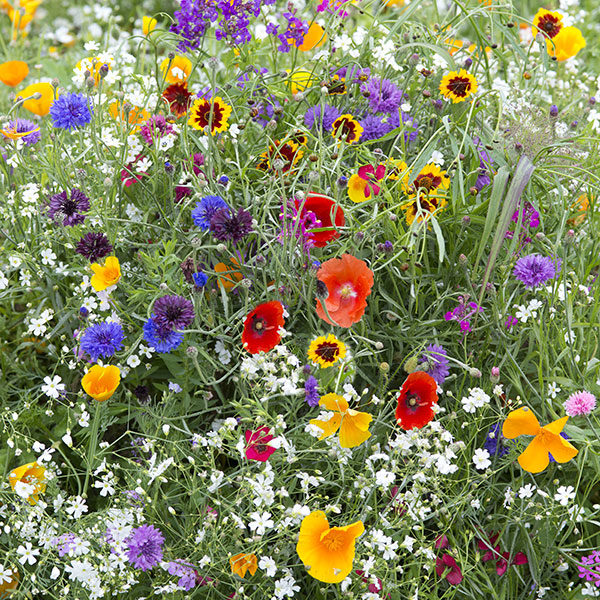 Hardy Annuals Early Flowering Mix Quality Kings Seeds Flowers