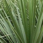 Cordyline Australis Plug Plants Perennial Evergreen Pack x 6