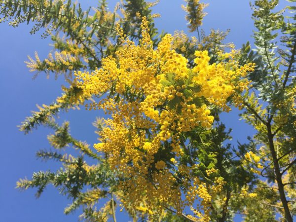 Golden Mimosa Acacia Baileyana Yellow Wattle Tree Garden Perennials Flower SEH Seeds