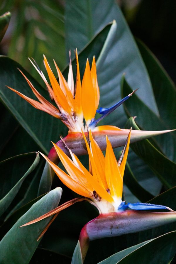 Strelitzia Bird of Paradise (Shrub/Dwarf) SEH Seeds Garden Perennials Flowerx