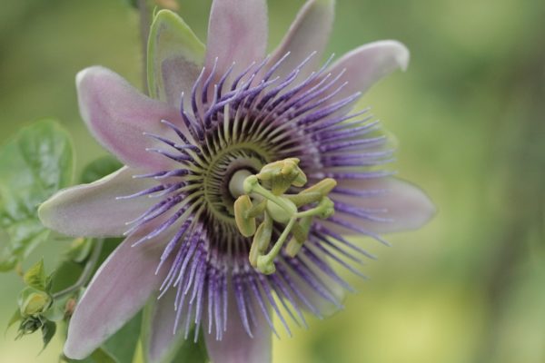 Passiflora Passion Flower Fruit SEH Quality Seed Packs