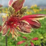 Alstroemeria Mona Lisa WPC Prins Bulbs, Tubers & Bareroot Perennials Pack x1