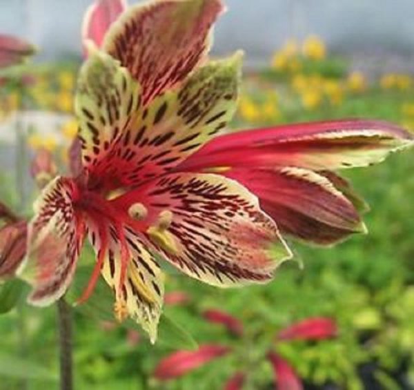 Alstroemeria Mona Lisa WPC Prins Bulbs, Tubers & Bareroot Perennials Pack x1