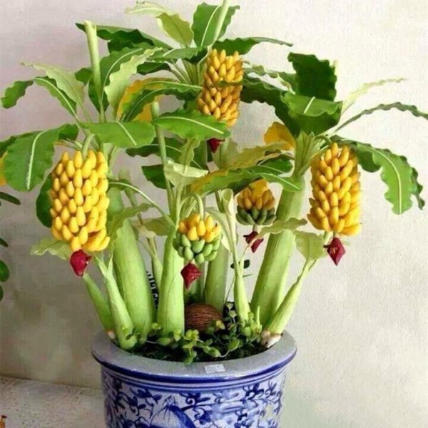 Mini Dwarf Banana Plant Seeds Novelty SEH Quality Seeds Packs