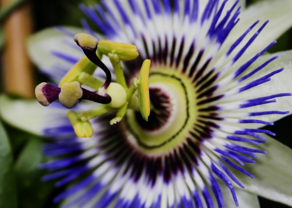 Passiflora Passion Flower White Fruit SEH Quality Seed Packs