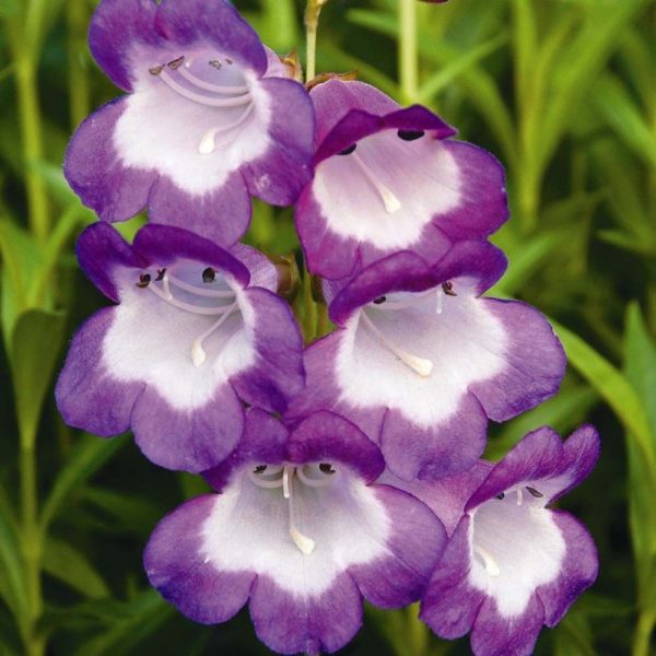 Penstemon Special Pensham 'Czar' Perennial Plug Plants Pack x6