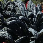 Kale Borecole 'Nero Di Toscana' (Black Russian) Kings Pack Vegetable Seeds