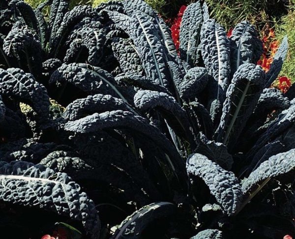 Kale Borecole 'Nero Di Toscana' (Black Russian) Kings Pack Vegetable Seeds