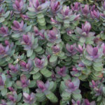 Hebe 'Mixed Varieties' Garden Plug Plants Value Pack x12 !