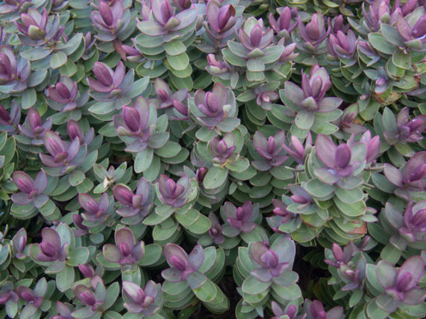 Hebe 'Mixed Varieties' Garden Plug Plants Value Pack x12 !