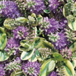 Hebe 'Mixed Varieties' Garden Plug Plants Value Pack x12 !
