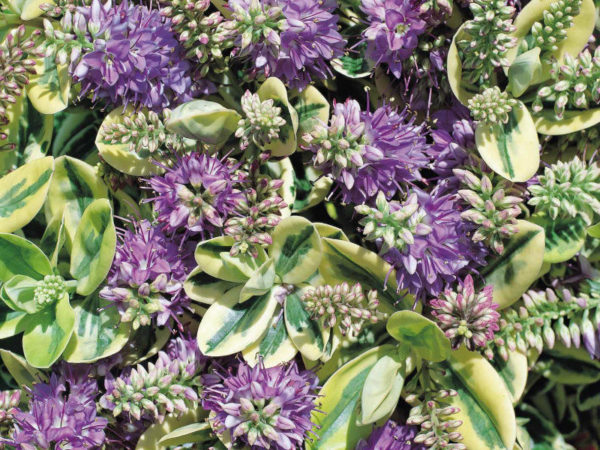 Hebe 'Mixed Varieties' Garden Plug Plants Value Pack x12 !