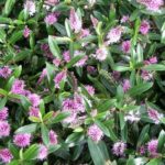 Hebe 'Mixed Varieties' Garden Plug Plants Value Pack x12 !